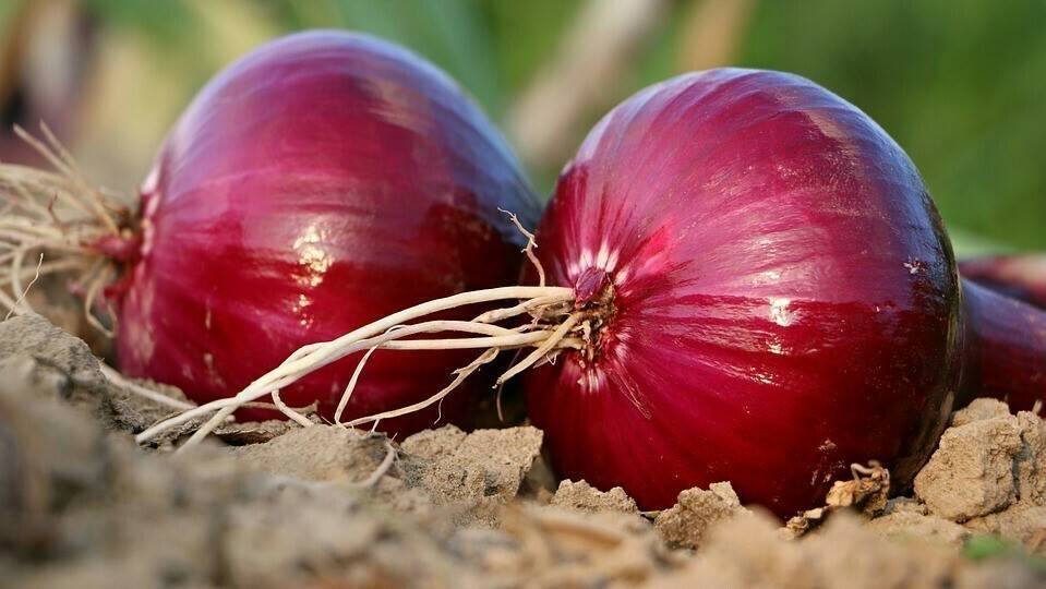 onion-1565604_960_720|logobejo|TOFF|onion-2060157_960_720|leek-2471064_960_720